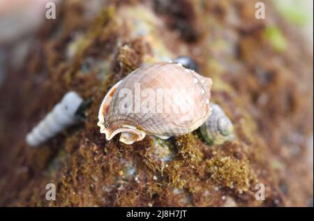 Seashells of South China sea of Vietnam Stock Photo
