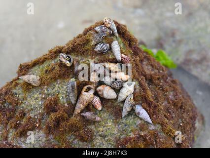 Seashells of South China sea of Vietnam Stock Photo