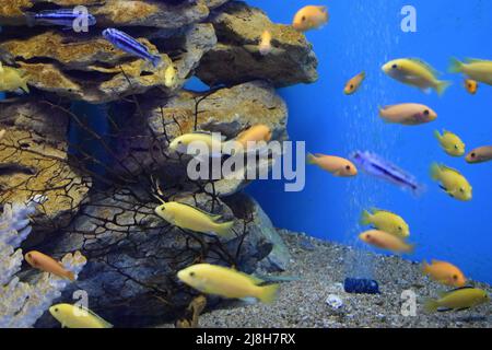 Yellow morph of Labidochromis caeruleus (lemon yellow lab) aquarium fish. Electric Yellow Afican Cichlid. Tropical Electric yellow cichlids. Malawi Aq Stock Photo