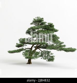 3d illustration of big bonsai tree isolated on white background Stock Photo