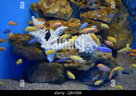 Yellow morph of Labidochromis caeruleus (lemon yellow lab) aquarium fish. Electric Yellow Afican Cichlid. Tropical Electric yellow cichlids. Malawi Aq Stock Photo