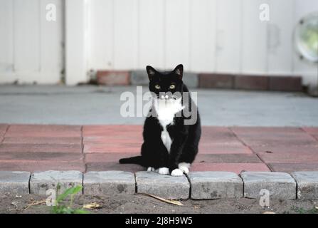 One Black and White Domestic Cat Outside on Pavers, looking directly at you Stock Photo