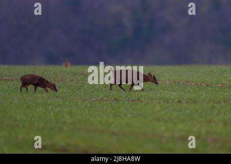 Doe Reeves’ Muntjac, also known as barking deer and Mastreani deer-Muntiacus reeversi with fawn.  Norfolk, Uk. Stock Photo