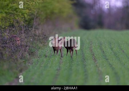 Doe Reeves’ Muntjac, also known as barking deer and Mastreani deer-Muntiacus reeversi with fawn.  Norfolk, Uk. Stock Photo