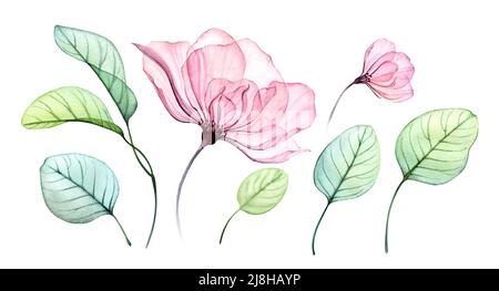 Watercolor Rose floral set. Transparent big and small flowers, Eucalyptus branch isolated on white. Botanical painted elements for cards, wedding Stock Photo