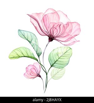 Transparent rose floral arrangement of big pink flower and eucalyptus leaves. Watercolor hand drawn illustration isolated on white for wedding Stock Photo
