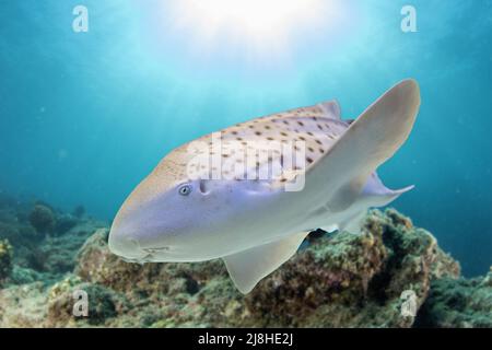 juvenile zebra shark underwater portrait close up Stock Photo