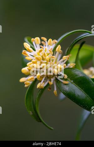 Male flowers of Buxus sempervirens Stock Photo