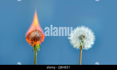 Dandelions and one burning as a symbol of burnout and stress. Stock Photo