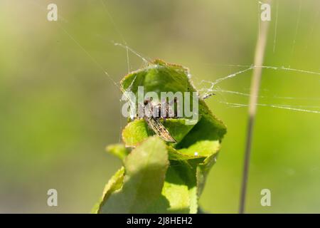 A Jumping spider hiding in a nest in a leaf with a prey and a soft green background Stock Photo