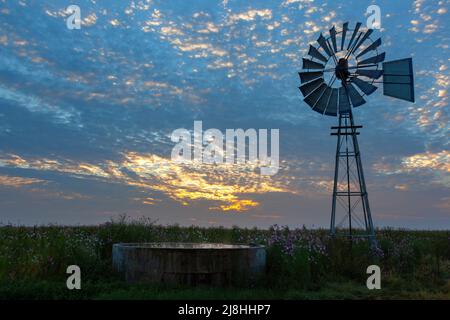 Cosmos flowers and windmill at sunrise Free State South Africa Stock Photo