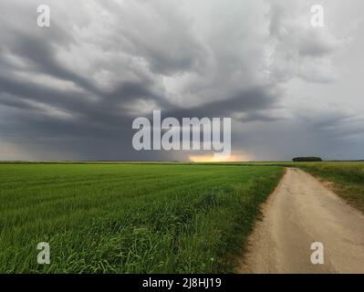the wheat field during a storm Stock Photo - Alamy