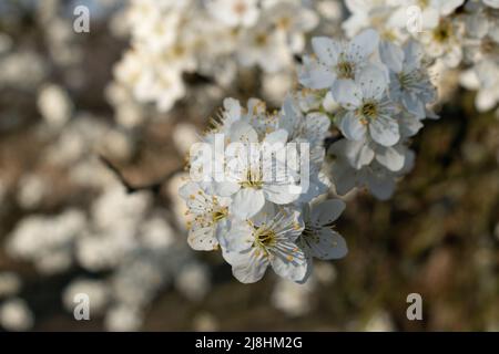 Cherry plum twig in bloom close up, fruit tree with lush bloom during sunny spring day Stock Photo