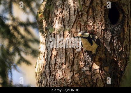 The spotted woodpecker inspects its nest in the hollow of a tree. Stock Photo