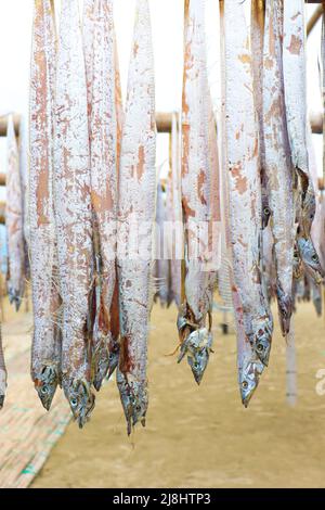 tasty dried and salted fish stock with hanging on farm for harvest and sell Stock Photo