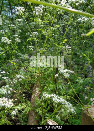 Intimate spring landscape of massed Cow-Parsley (Anthriscus sylvestris) in managed woodland, semi-abstract nature Stock Photo