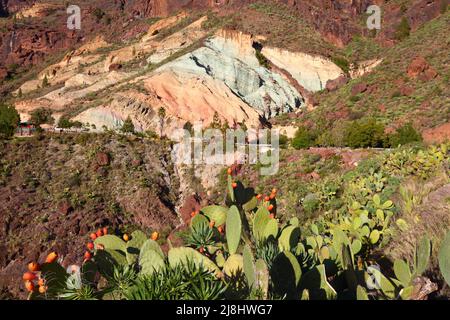 Gran Canaria volcanic landscape - Los Azulejos colorful rocks. Effect of hydromagmatic eruptions. Prickly pear opuntia cactus fruit in foreground. Stock Photo