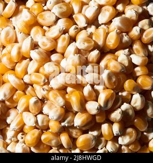 full bleed Macro popcorn kernels Stock Photo