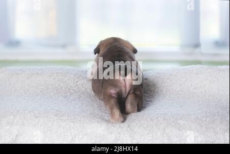 concepts of a small lonely puppy left at home alone  sadly looking out of the window  rear view  copy space both sides  blurred light background Stock Photo