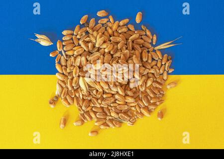 Handful of wheat grains on the yellow and blue flag of Ukraine, Ukrainian grain crisis, global hunger crisis concept due to war Stock Photo