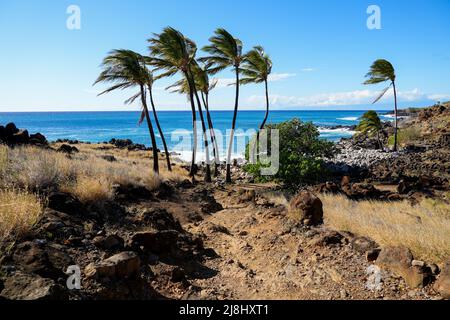 Palm trees facing the Pacific Ocean in the ancient fishing village in ruins of the Lapakahi State Historical Park on the island of Hawai'i (Big Island Stock Photo