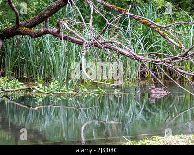 reflection in a river of low overhanging tree branches Stock Photo