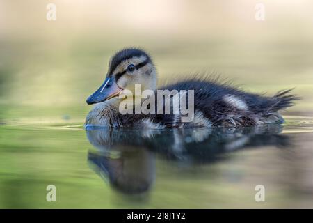 A small duck swims in a stream and searches for food. Stock Photo