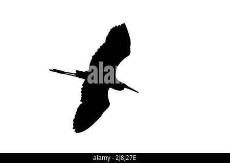 Silhouette of great white egret / common egret (Ardea alba) in flight outlined against white background to show wings, head and tail shapes Stock Photo