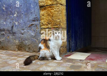 Street cats of Essaouira, Morocco. Local domestic calico cat sitting at hammam entrance. Stock Photo
