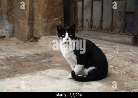 Street cats of Essaouira, Morocco. Local domestic black and white cat sitting in the street. Stock Photo