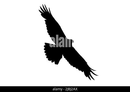 Silhouette of soaring Western marsh harrier (Circus aeruginosus) in flight outlined against white background to show wings, head and tail shapes Stock Photo