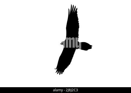 Silhouette of soaring bearded vulture / Lammergeier (Gypaetus barbatus) in flight outlined against white background to show wings, head and tail shape Stock Photo