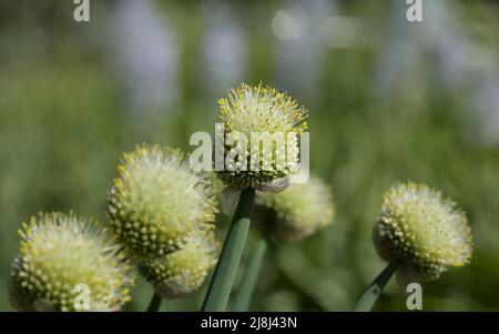 Welsh onion, also commonly called bunching onion or long green onion (Allium fistulosum) Stock Photo