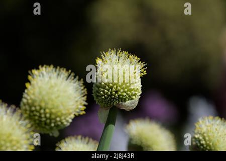 Welsh onion, also commonly called bunching onion (Allium fistulosum) in Spring Stock Photo