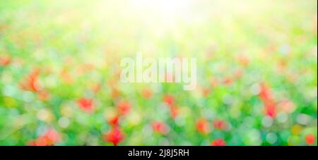 Green and red bokeh with sunshine, fIeld of grass with flowers. Abstract nature background Stock Photo