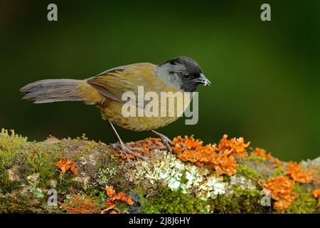 Large-footed Finch, Pezopetes capitalis sitting on the orange and green moss branch. Tropic bird in the nature habitat. Widlife in Costa Rica. Mountai Stock Photo