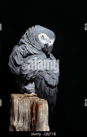 African Grey Parrot, Psittacus erithacus, sitting on the branch. Parrot from Gabon, Africa. Wildlife scene from nature. Parrot in the green tropic for Stock Photo