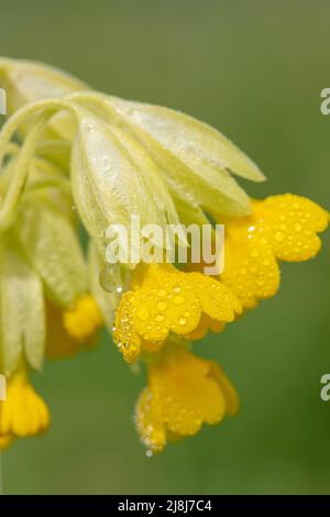 Close up of a cowslip (primula veris) flower covered in dew droplets Stock Photo