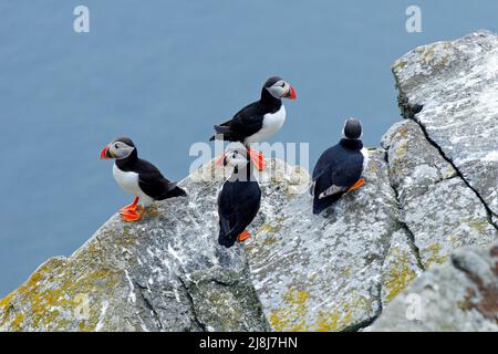 Four birds on the rock with blue sea in the background. Atlantic Puffin, Fratercula artica, artic black and white cute bird with red bill sitting on t