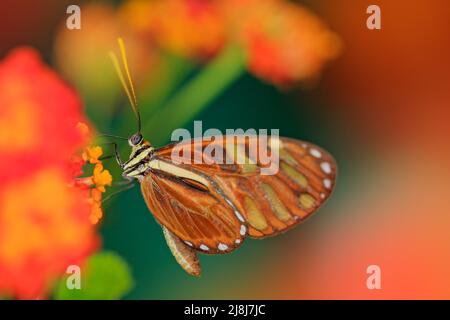 Beautiful orange butterfly Zebra Longwing, Heliconius charitonius. Butterfly in nature habitat. Nice insect from Costa Rica. Butterfly in the red bloo Stock Photo