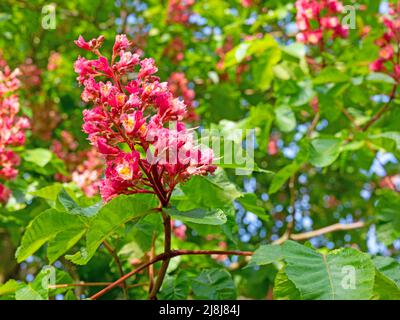Red-flowered horse chestnut, Aesculus rubicunda, close-up Stock Photo