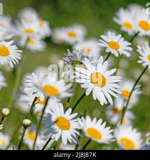 Flowering marguerites, Leucanthemum, in spring Stock Photo