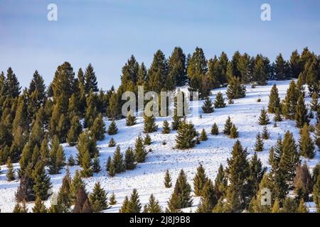 Snowy foothills with Rocky Mountain Junipers, Juniperus scopulorum, in Montana, USA Stock Photo