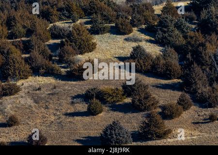 Eastern Redcedar, Juniperus virginiana, growing near Chamberlain and the Missouri River, South Dakota, USA Stock Photo