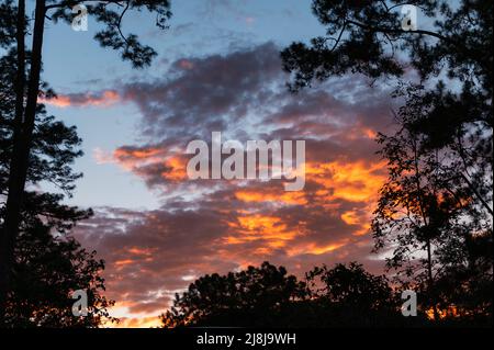 Beautiful silhouette tree frame with colorful dramatic sky and cirrus cloud in the evening Stock Photo