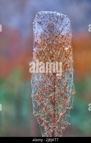 Autumn dry wild flower, covered with cobwebs on a multicolor background. Abstract natural background. Dry grass on the web with dew. Stock Photo