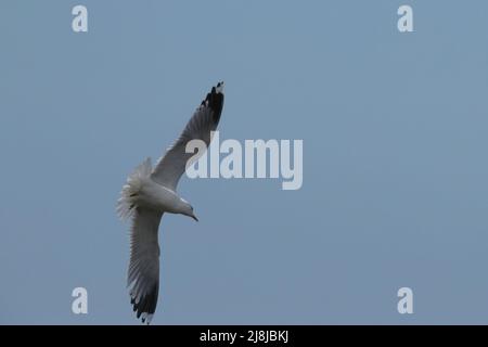 seagull in flight against sky Stock Photo