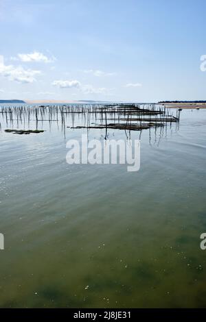 Oyster shell stick, column in the sea, for raising oysters. Cap-Ferret, Arcachon. Stock Photo