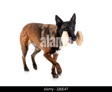 belgian shepherd in front of white background Stock Photo