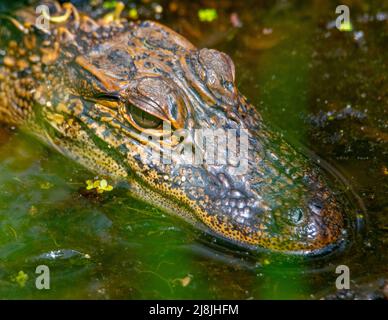 American Alligator Head sitting above the water in a swamp. Stock Photo